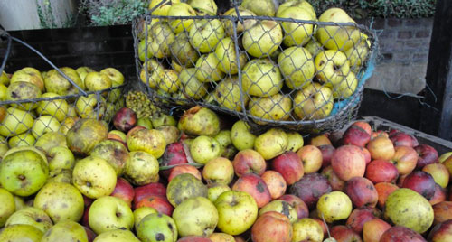 La récole des pommes à cidre