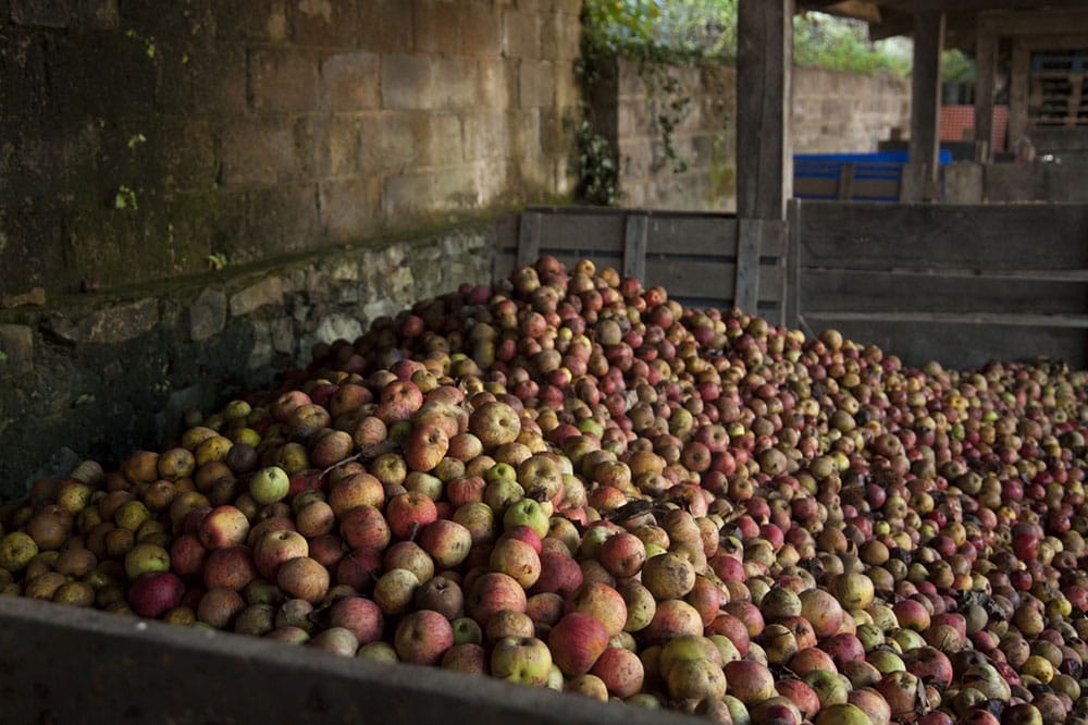 Récolte de pommes