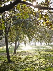 Les vergers de la cidrerie Hérout au soleil