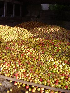 La récole de pommes